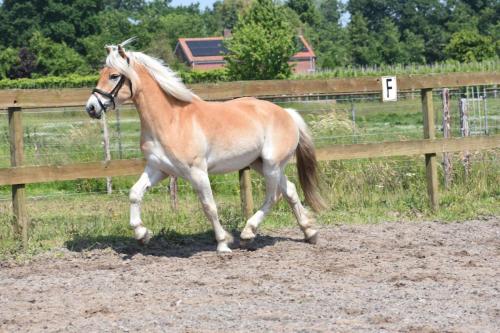 Almboy Vrij nieuw (10)