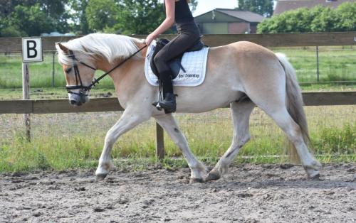 Almboy nieuw (16)