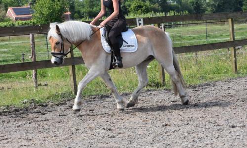 Almboy nieuw (17)