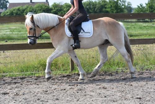 Almboy nieuw (18)
