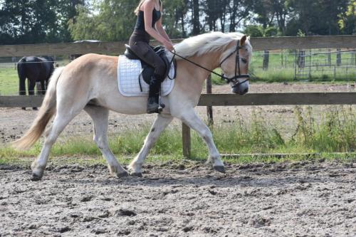 Almboy nieuw (20)