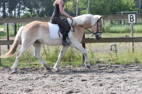 Almboy nieuw (21)