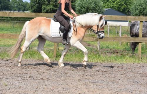 Almboy nieuw (24)