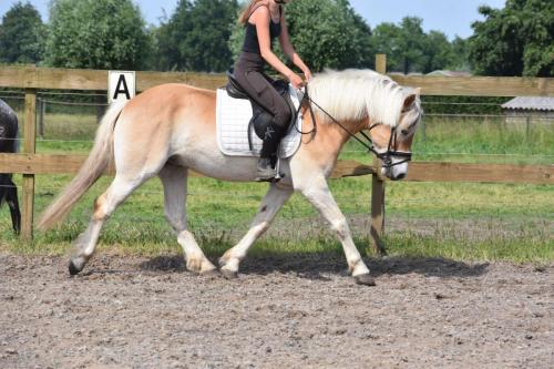 Almboy nieuw (26)