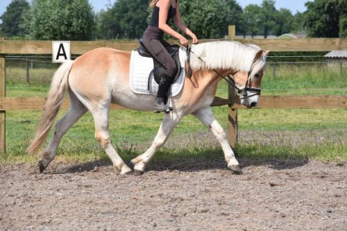 Almboy nieuw (29)