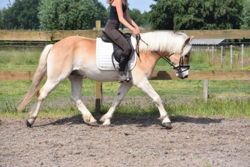 Almboy nieuw (30)