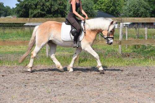 Almboy nieuw (31)