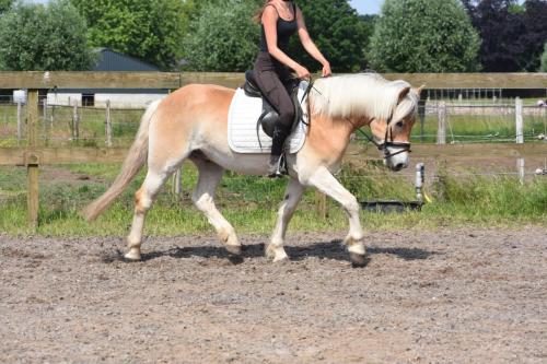 Almboy nieuw (32)