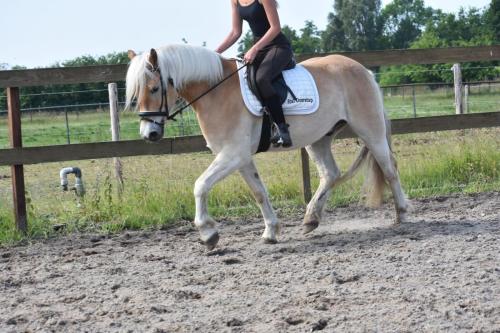 Almboy nieuw (9)