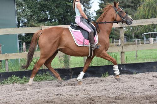 Campion (2)