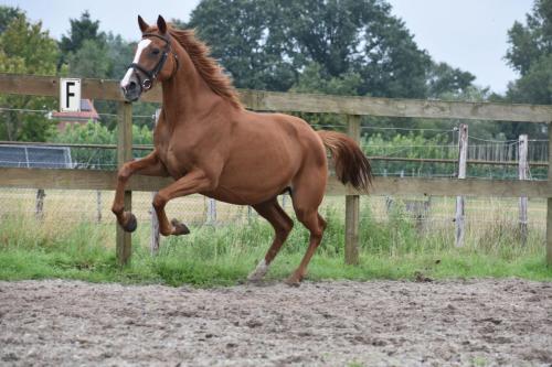 Campion vrij (8)