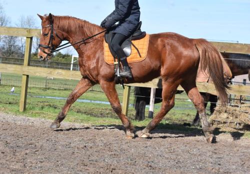 Tabasco nieuwe fotos (1)
