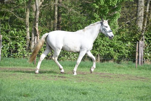 Gitano-vrij-1