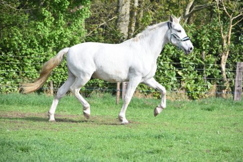 Gitano-vrij-3