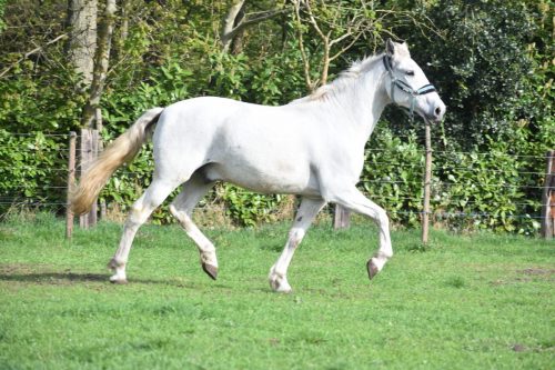 Gitano-vrij-4