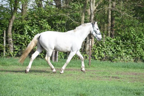 Gitano-vrij-5